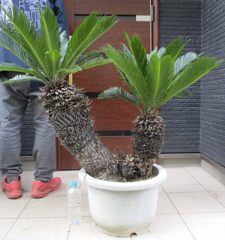 楽天市場】【現品・現物】ユッカ・リネアリフォリア - yucca