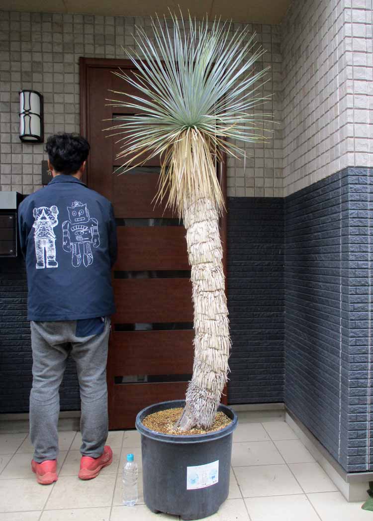 楽天市場】ユッカ・ロストラータ「ランチョ・ブルー」 5号ロング