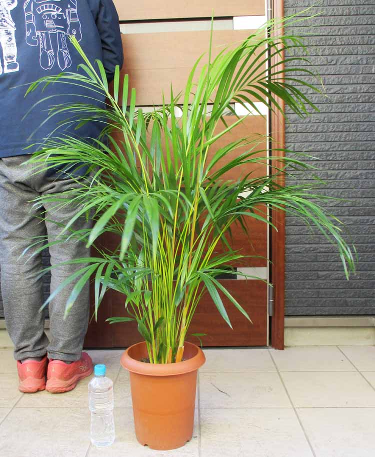 【良好】トックリヤシ 販売 良好】トックリヤシ 販売 観葉植物 トックリヤシ」の人気商品一覧