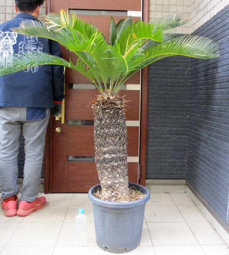 【現品・現物】蘇鉄（ソテツ）超大株 13号好いかげんに Aせ番 鍵を掛ける園地 素っ気ない園地に