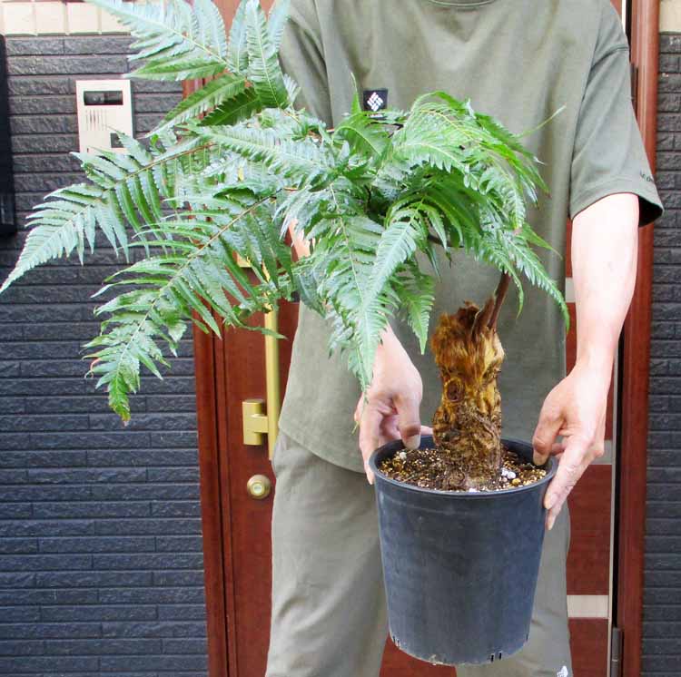 ★【現品・現物】キンモウコウ 金毛狗【作り名：ゴールデンエテ公、ゴールデンチャウチャウ】（羊歯・歯朶）7号 Kい番