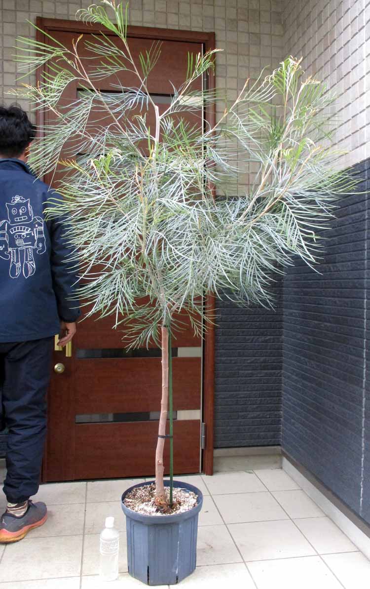 楽天市場】【現品・現物】大株 バンクシア・スピヌノーサ