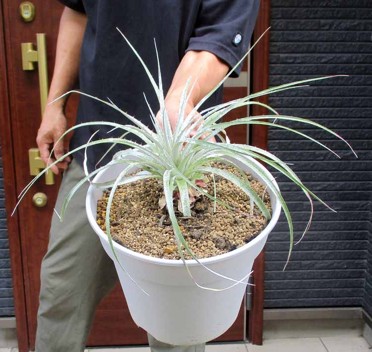 プヤ ベルテロニアナ B プヤ ベルテロニアナ B 楽天市場】【現品・現物】【超希少品種