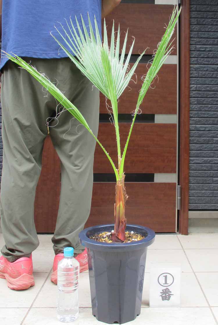 楽天市場】【現品発送】ワシントンヤシ(ワシントニア) 中株 苗木 根