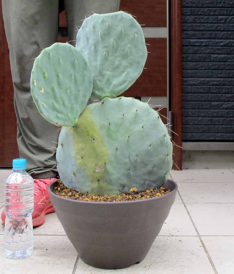 ウチワサボテン 団扇サボテン バーバンク 大丸盆 サボテン 多肉植物 観葉植物 ウチワサボテン 団扇サボテン バーバンク 大丸盆 サボテン 多肉植物