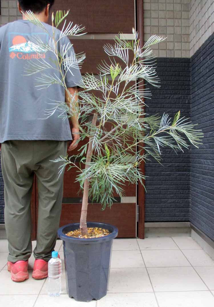 楽天市場】【現品・現物】グレビレア・バンクシー グレビリア