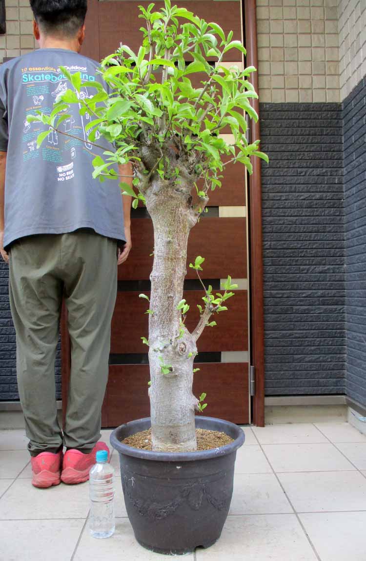 ブリガミア インシグニス 激レア ブリガミア インシグニス 激レア ☆TO☆希少☆アルラ ブリガミア