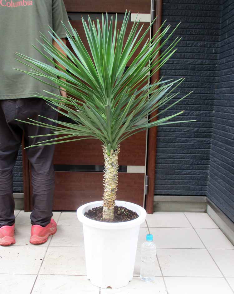 ユッカ　ファクソニアーナ　10苗　抜き苗 ユッカファクソニアーナ10苗抜き苗