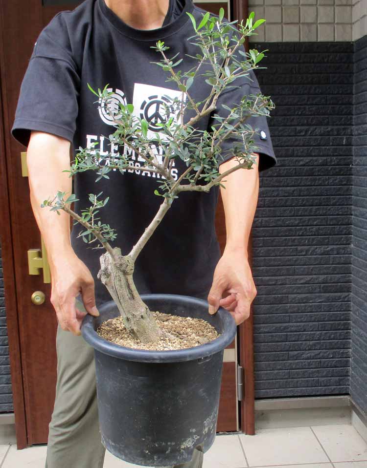 楽天市場】現品オリーブ ネバディロブランコ 7号鉢 送料無料 シンボル