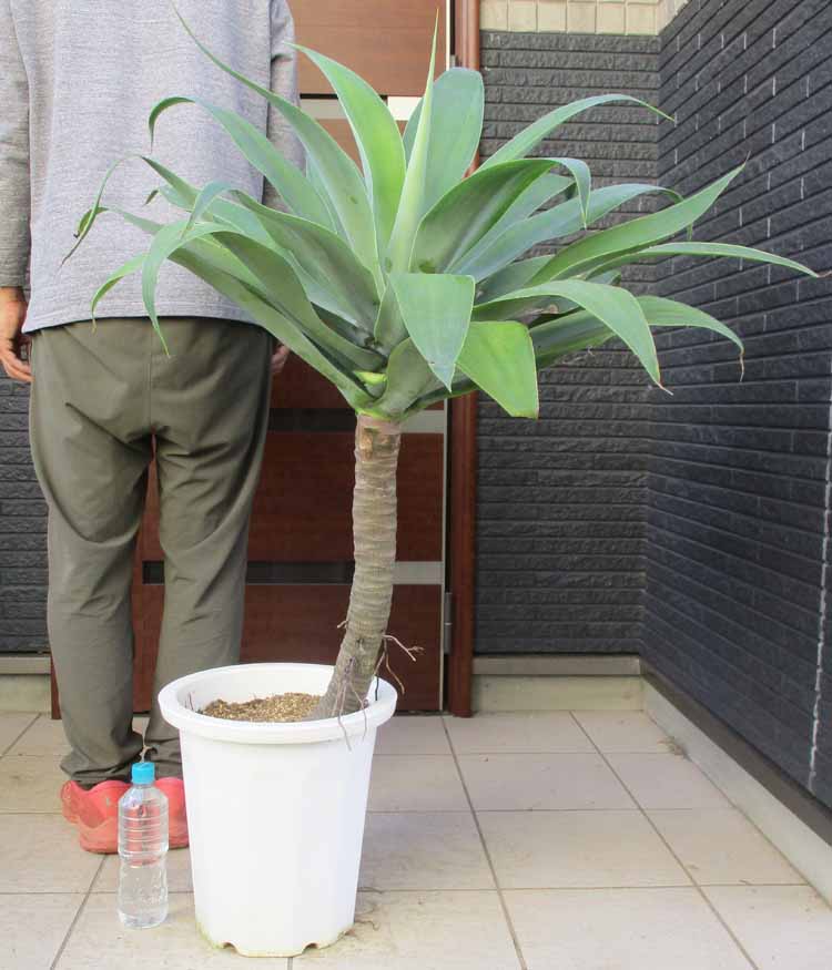 楽天市場】☆【現品・現物】アガベ エレミティアナ 12号鉢 TS番 : 松や