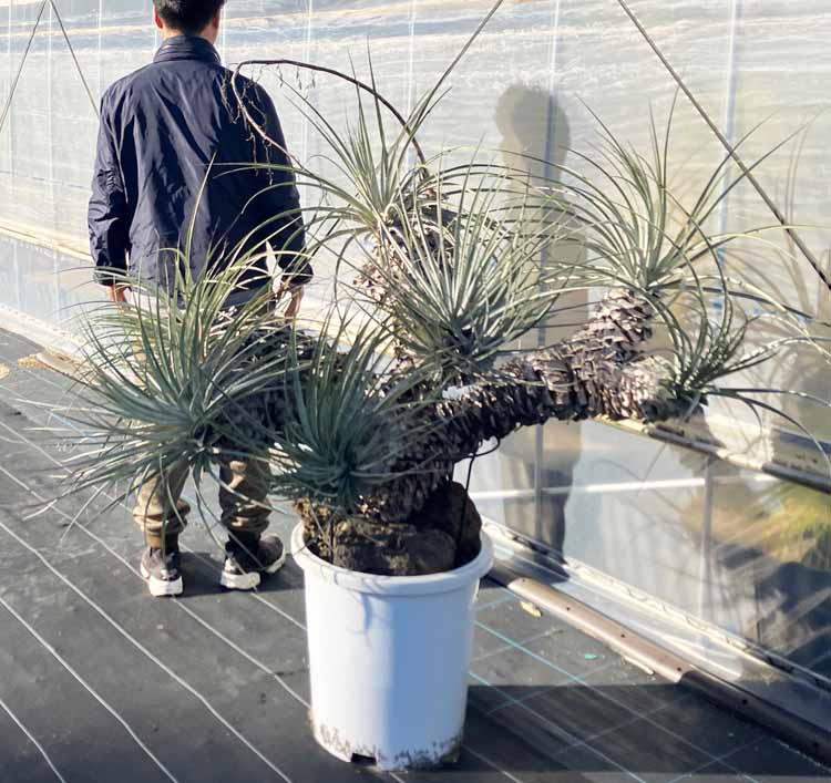 楽天市場】【現品・現物】プヤ・セルーレア 大株 puya coerulea 8号 UR