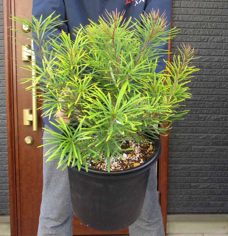 楽天市場】【現品・現物】グレビレア・バンクシー グレビリア