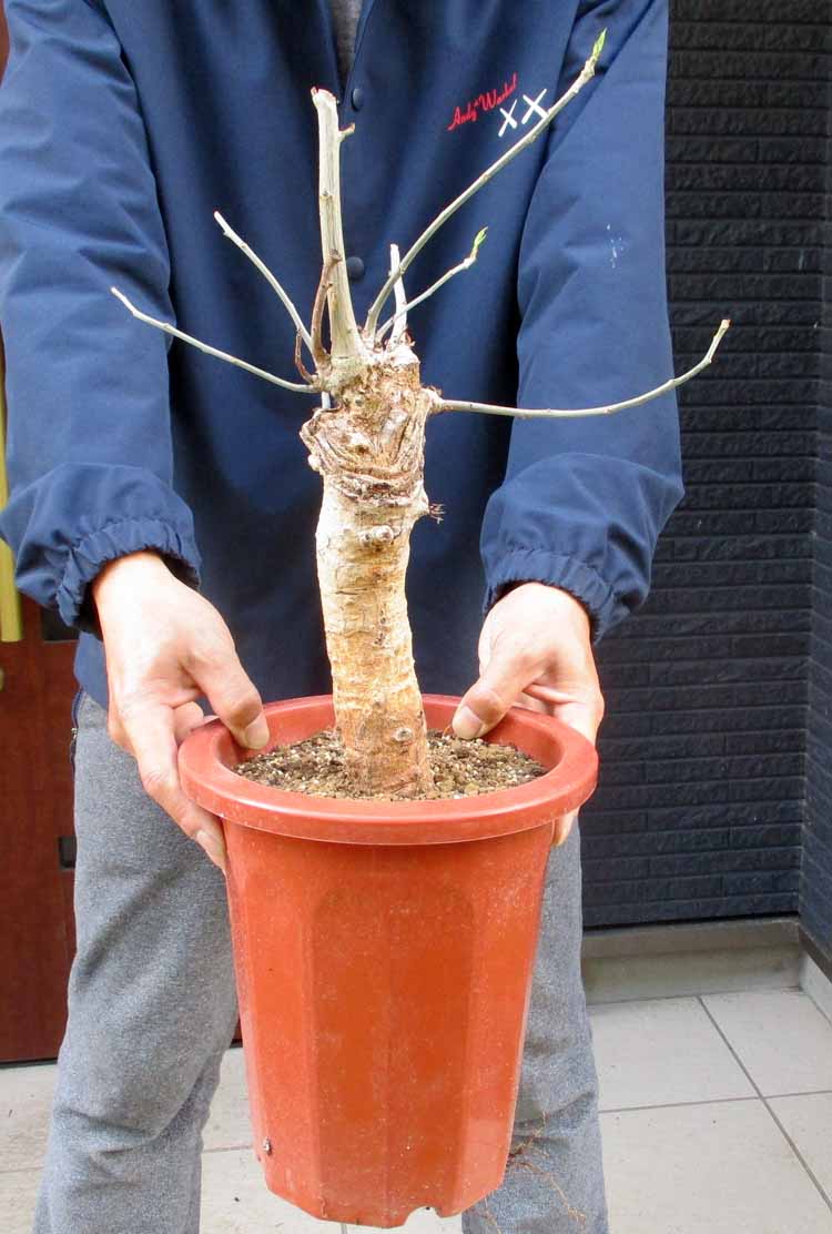 楽天市場】【現品・現物】ブリガミア・インシグニス Brighamia