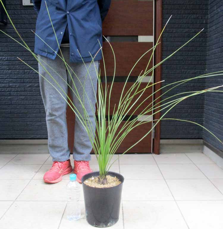 楽天市場】【選べる現品発送】ダシリリオン クアドラングラツム 7号