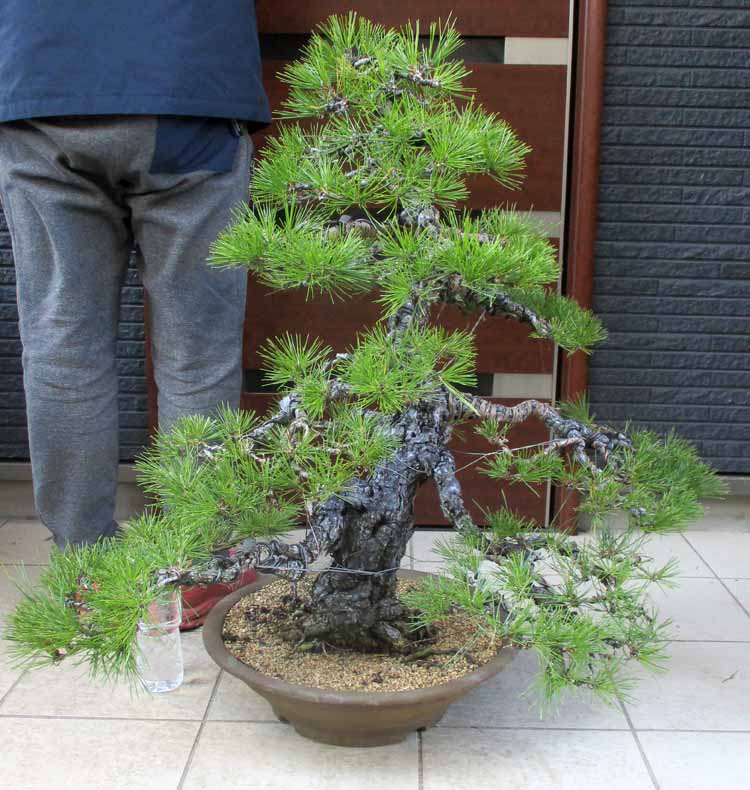 現品】黒松（くろまつ）（クロマツ）根巻 2T番