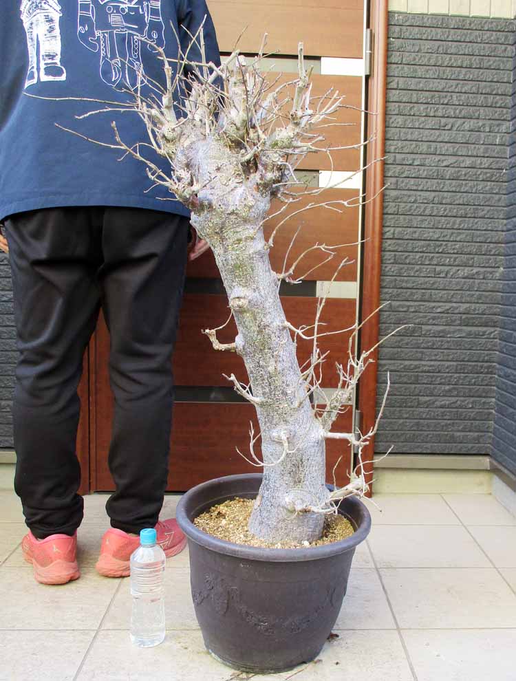 楽天市場】【現品・現物】ダシリリオン・ミキワネンシス 大株 12号 5F