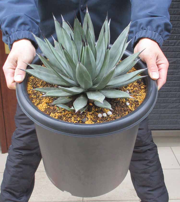 楽天市場】【現品】アガベ グレートホワイトシャーク 6号鉢植え【産直