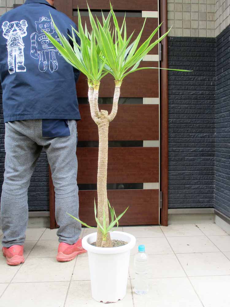 現品ユッカ ファクソニアーナ 13号産直 ユッカ ファクソニアーナ 中