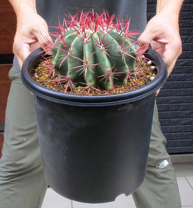 サボテン TRUNK GARDEN PLANTS MARKET | . TRUNK GARDEN PLANTS MARKET 柱