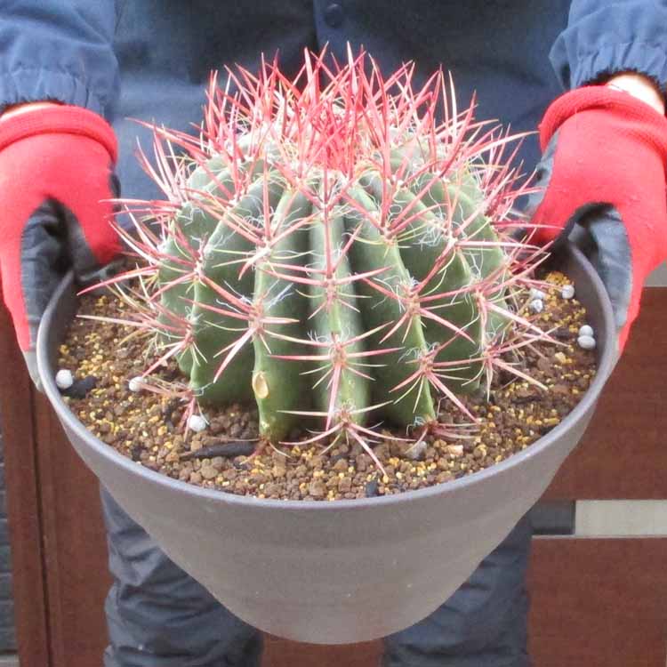 楽天市場】サボテン：フェロカクタス 強刺文鳥丸*幅15cm 現品！一品