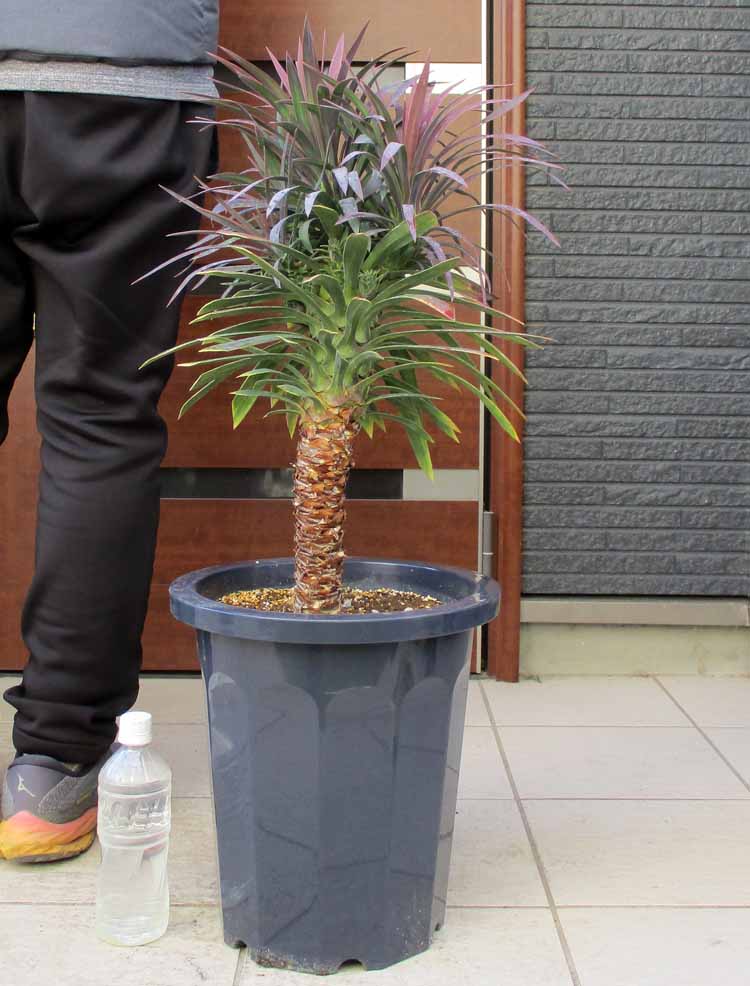 楽天市場】【現品・現物】大株 ディクソニア アンタルティカ 17