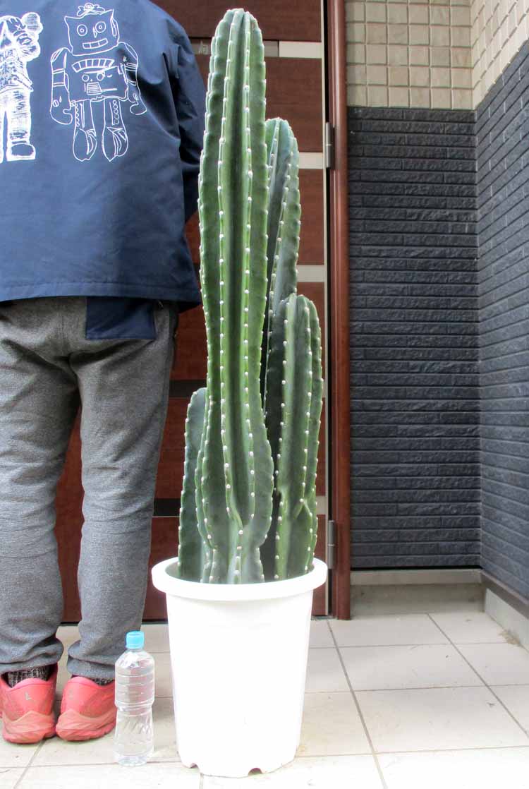 楽天市場】【30日はP5倍！】【現品】サボテン エキノプシス