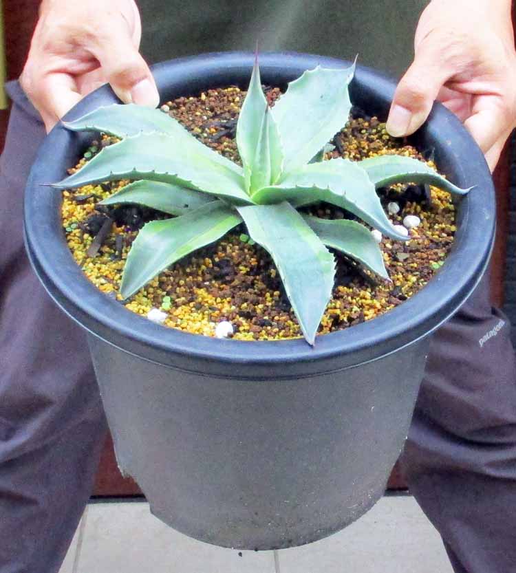 【現品・現物】アガベ オバティフォリア オルカ Agave ovatifolia Orca 8号 ２F番