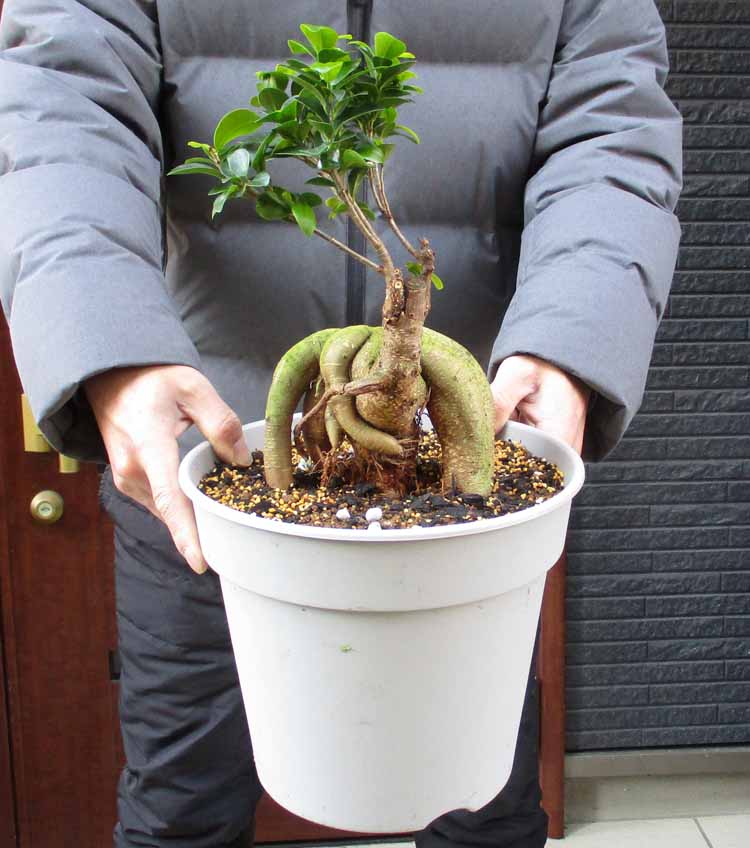 現品】コルクの木 コルクガシ 樫の木 Quercus subur 8号 Ⅱ