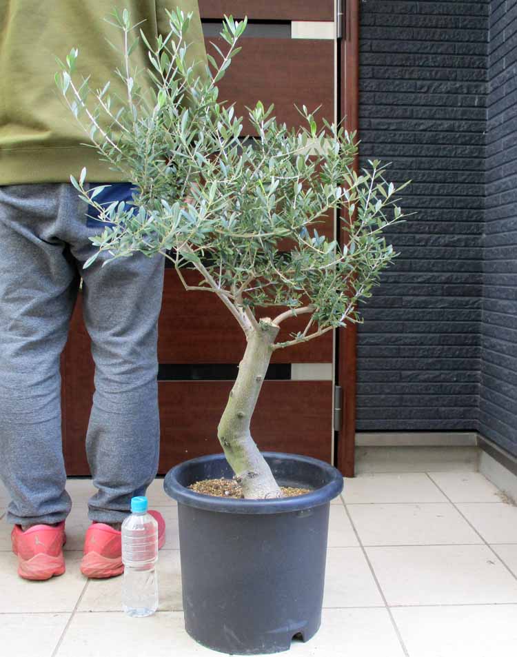 楽天市場】【現品・現物】矮性 キンポウジュ・カリステモン・リトル