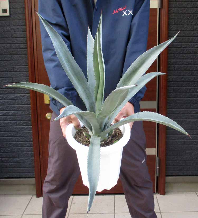 楽天市場】ロックガーデン・ドライガーデンにお勧め【現品・現物