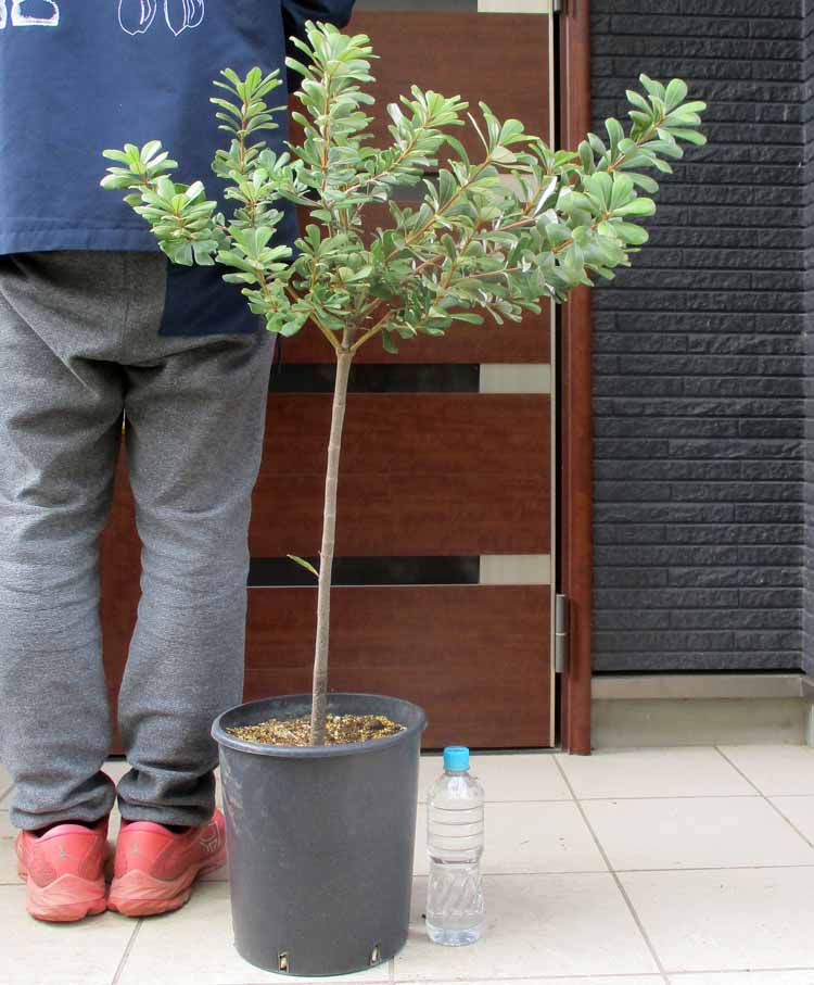 楽天市場】【現品・現物】コーストバンクシア（バンクシア・インテグリ