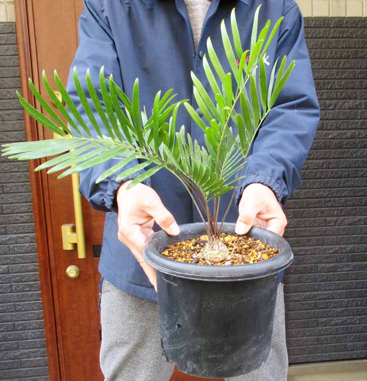 楽天市場】NEW!【現品・現物】マクロザミア・ムーレイ 10号 M6番