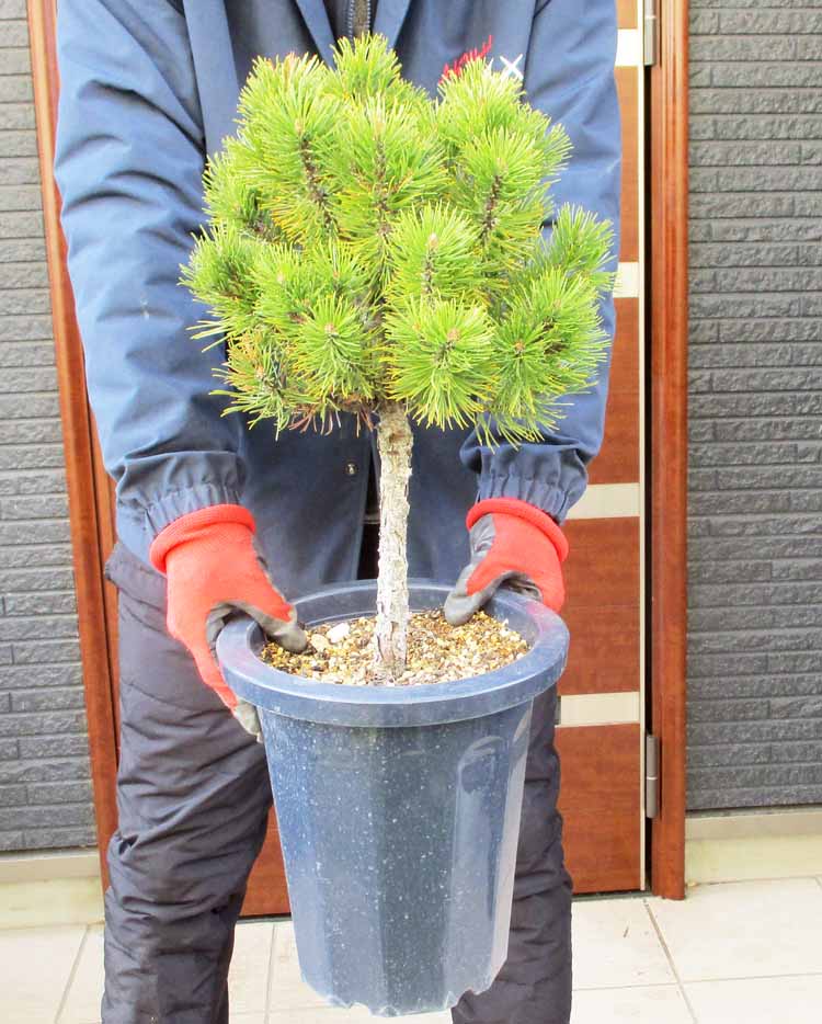 楽天市場】【現品・現物】ピニョン松・マルチネスピニョンマツ・ビッグ