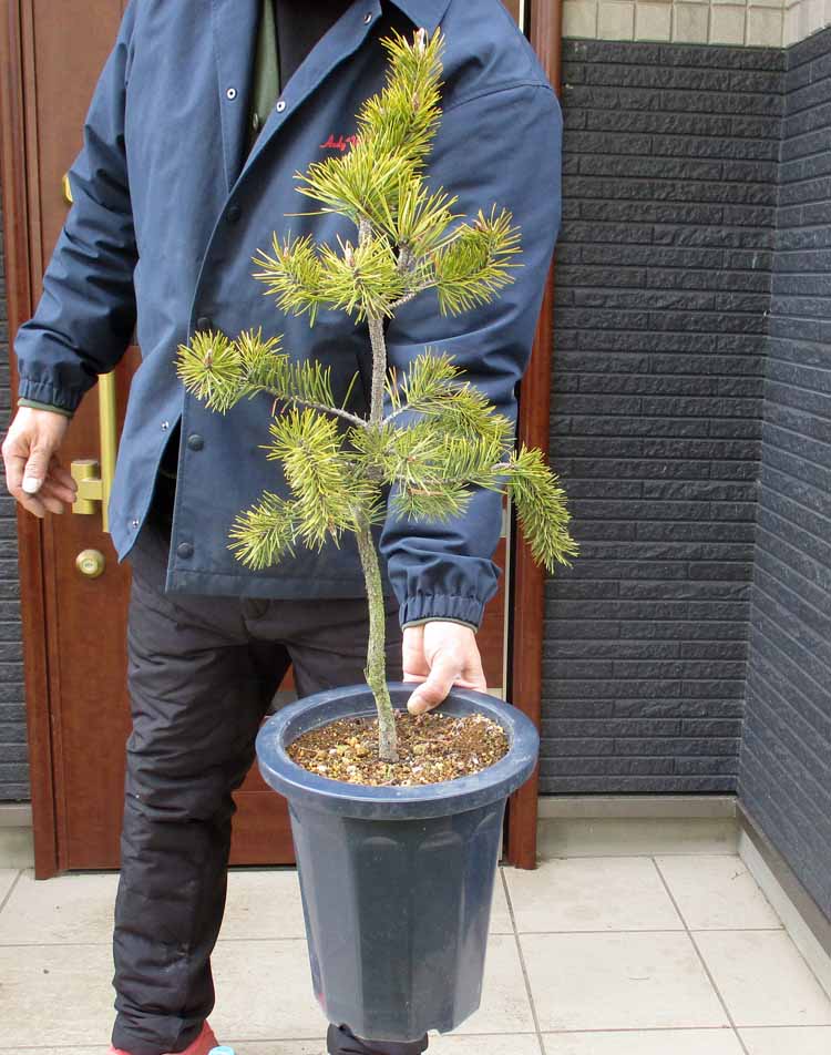 楽天市場】【現品・現物】ピニョン松・マルチネスピニョンマツ・ビッグ