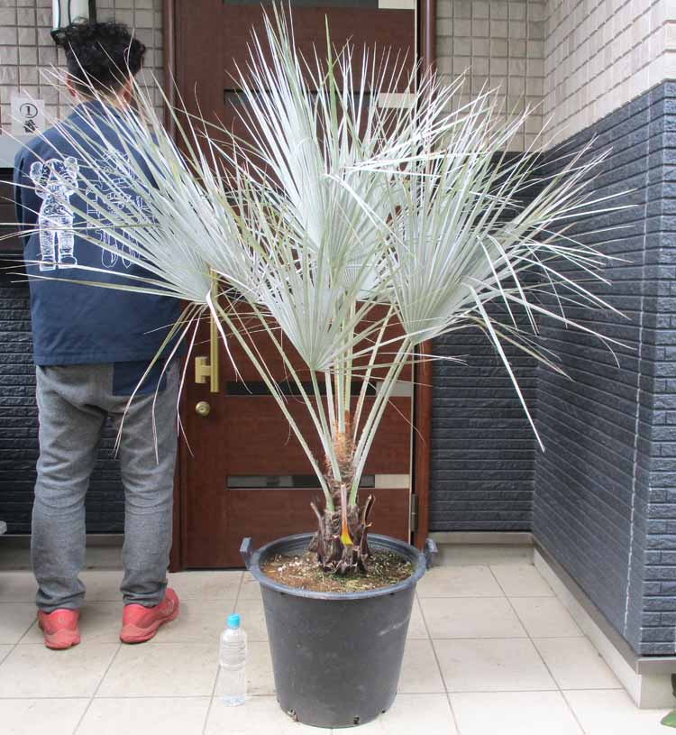 楽天市場】【現品発送】ブラヘア アルマータ 9号鉢植え【AK721