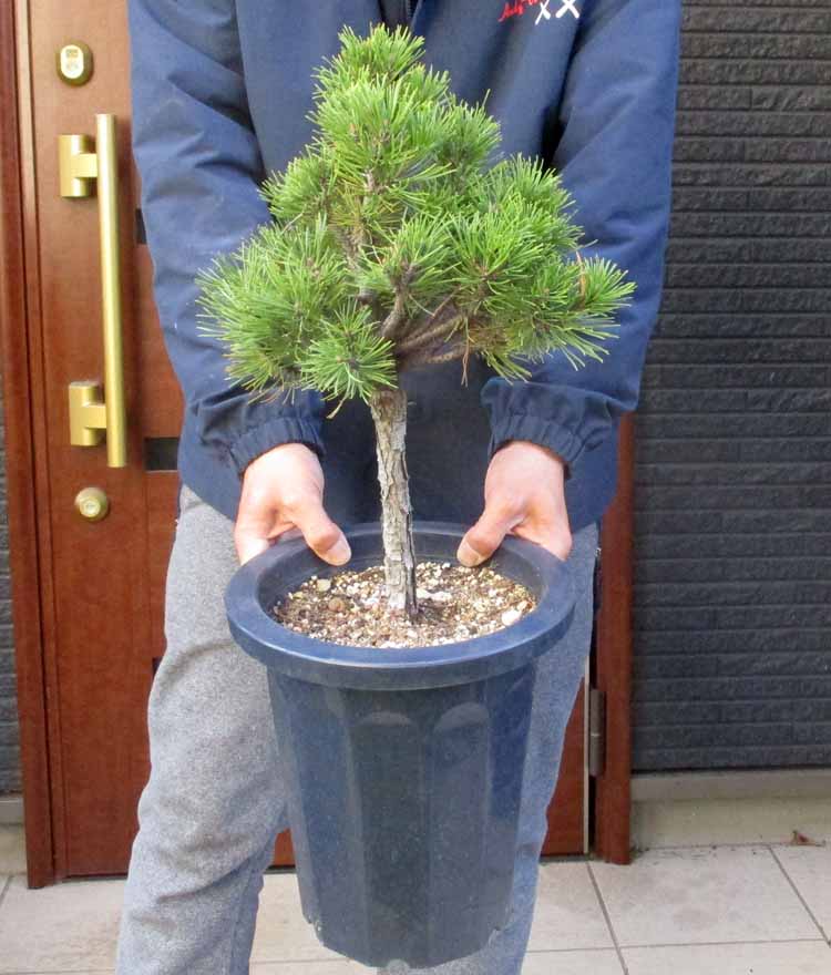 楽天市場】【現品】オリーブの古木 品種名：ネバディロブランコ （ネバ