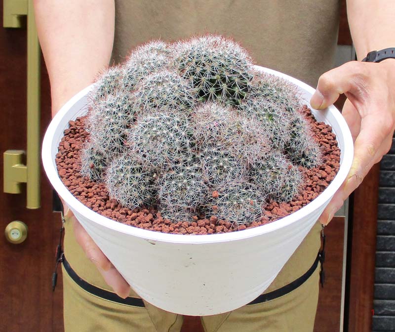 お買い得商品 現品 サボテン マミラリア 月影丸 群生 号 か 番 人気 植物 多肉植物 大型 Francophile Dk