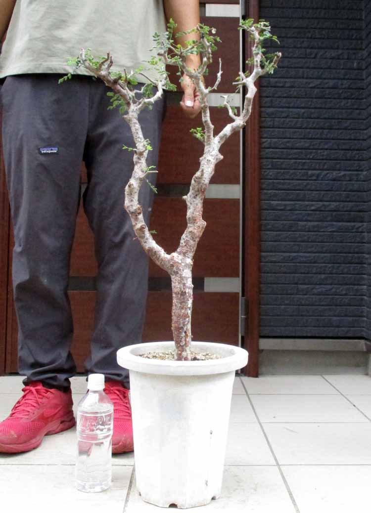 楽天市場】【現品】人気の塊根植物 キフォステンマ ベティフォルメ