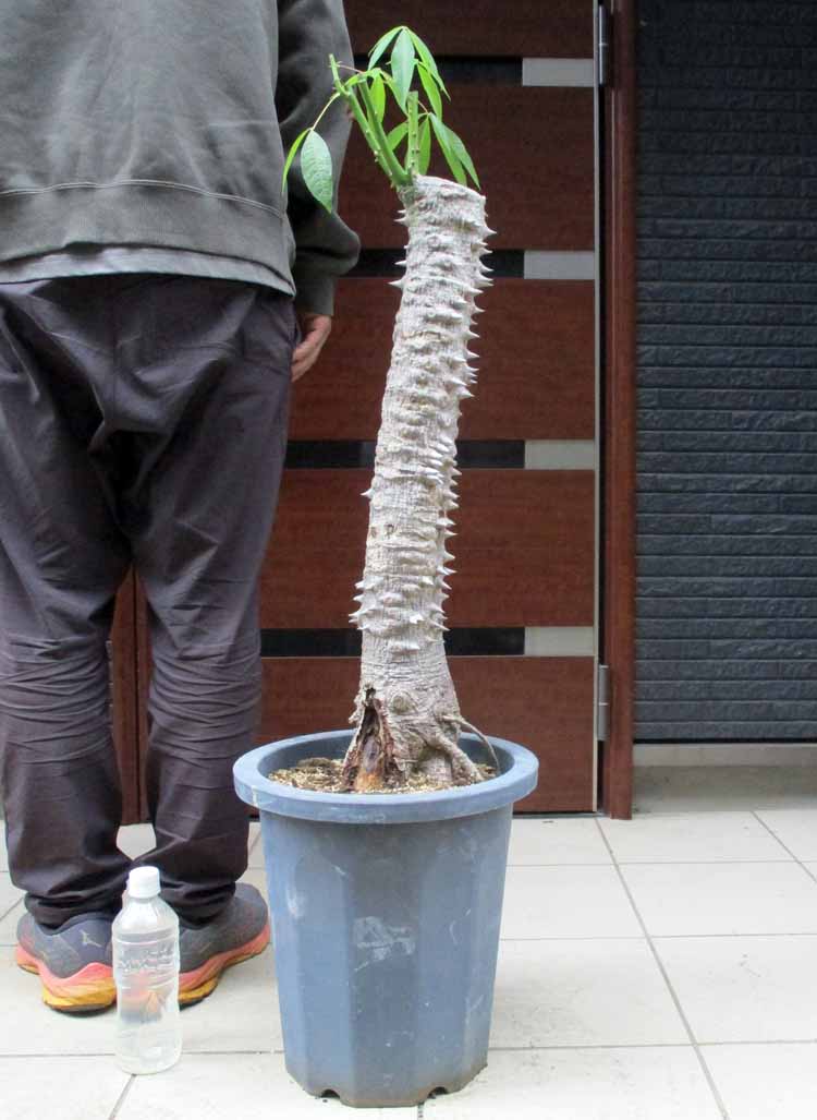 トックリキワタ酔っ払いの木のトゲ数個