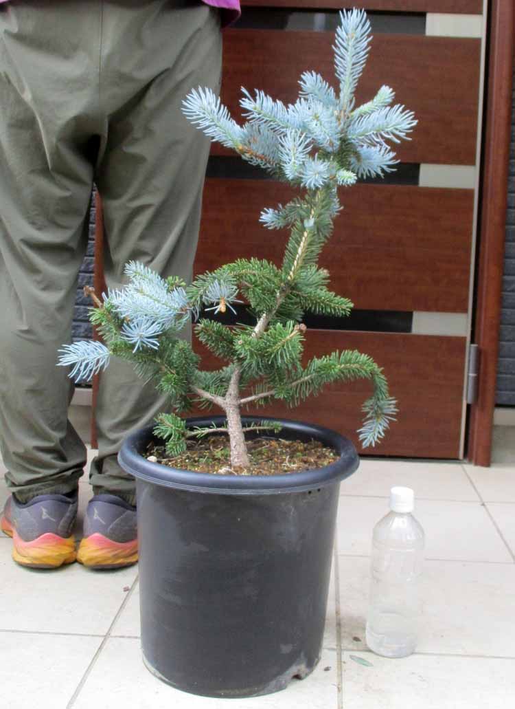楽天市場】超大株☆【現品・現物】Encephalartos msinganus エン