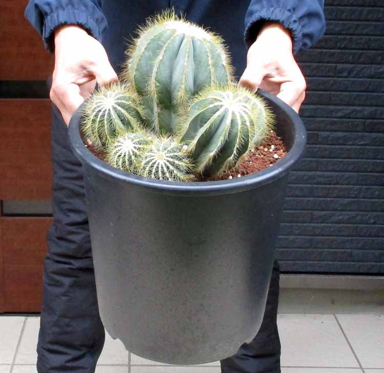 人気のクリスマスアイテムがいっぱい！ 8号 楽天市場】【現品】サボテン・ワラシー 1番2番 植物 【人気 サボテン