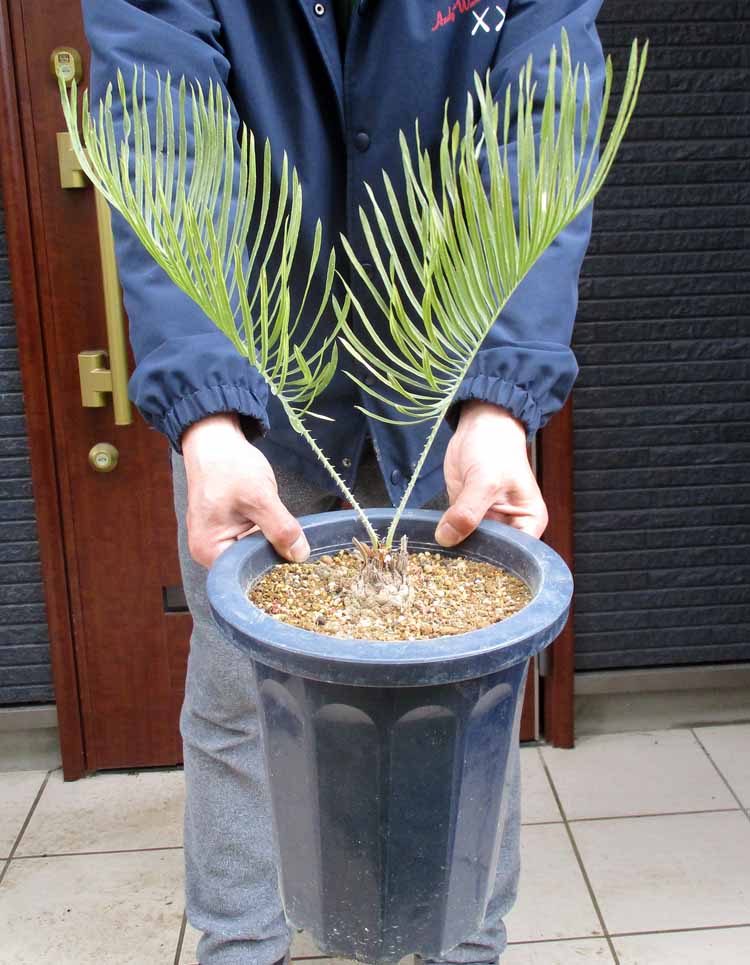 楽天市場】NEW!【現品・現物】マクロザミア・ムーレイ 10号 M6番