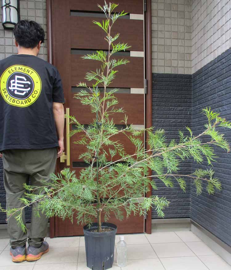 楽天市場】【現品・現物】カナリーヤシ カナリヤシ 椰子の木