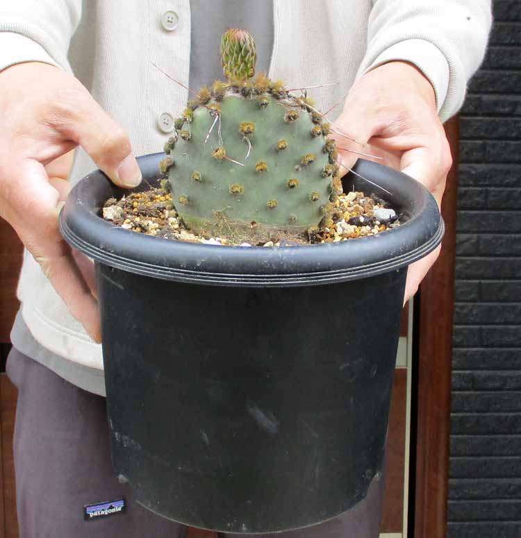 opuntia macrocentra hybr オプンチア サボテン 多肉植物 imgrc0085628544.jpg