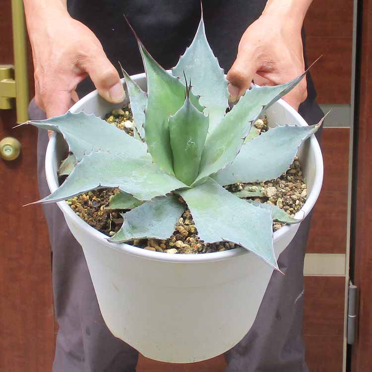楽天市場】【現品】アガベ オバティフォリア 10号鉢植え【産直