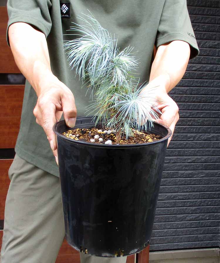 マルチネスピニョンマツ　2つセット マルチネスピニョンマツ Pinus maximartinezii 松 苗木