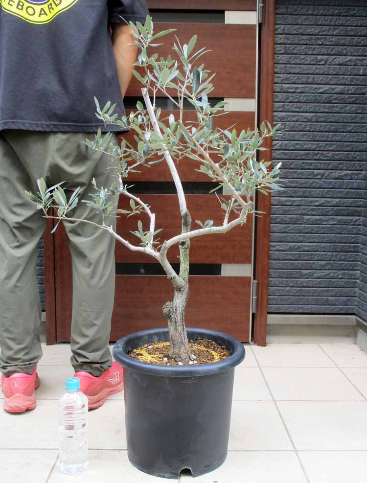 楽天市場】【現品】アデニウム・アナコンダ 超大株 10号 J6番 : 松や