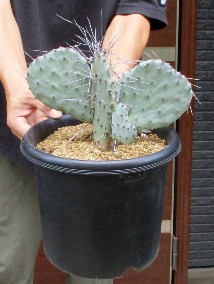 楽天市場】ウチワサボテン オプンチア サンタリタ : plant life