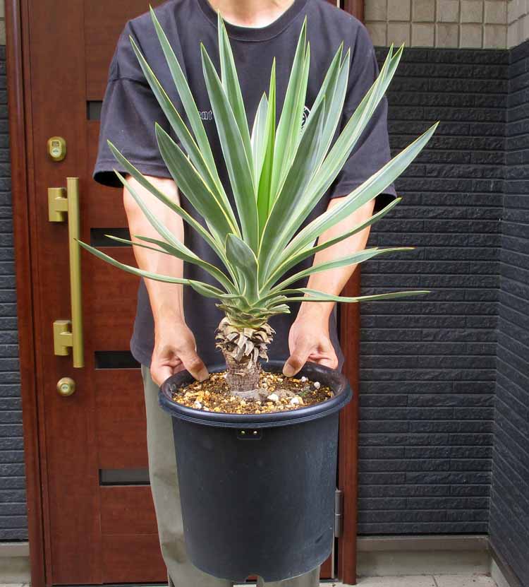 【引き取り限定】破格！大型　ユッカ　バリエガータ斑入り　約130cm 8号鉢 ユッカ・グロリオーサ バリエガータ(斑入葉) リビングやオフィス