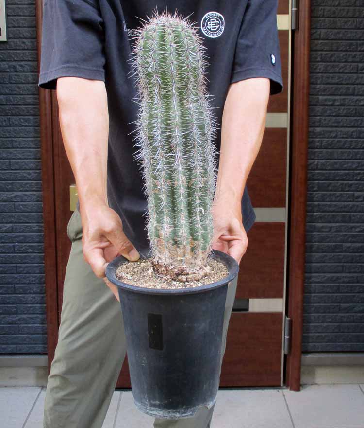 楽天市場】【現品】サボテン・ワラシー 8号 A7番 【人気 植物